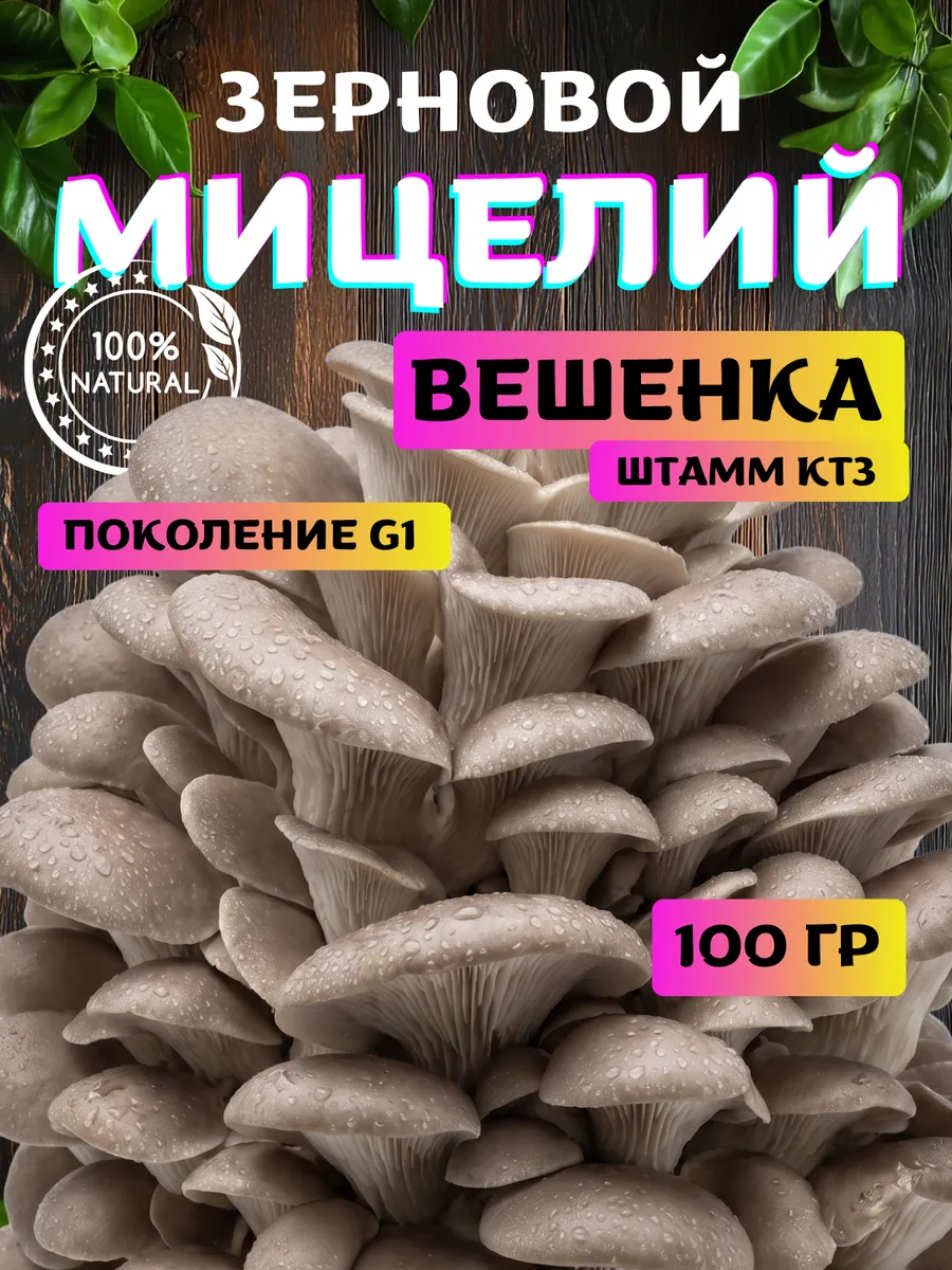 Мицелий вешенки грибов для выращивания зерновой грибница КТ3