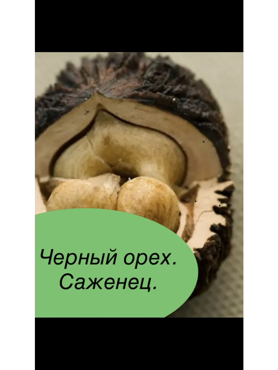 Черный орех. Саженец.
