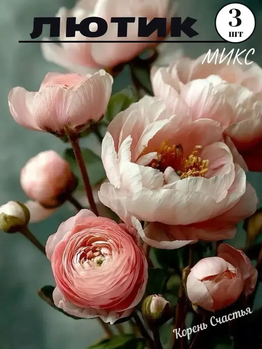 Ранункулюс луковицы микс
