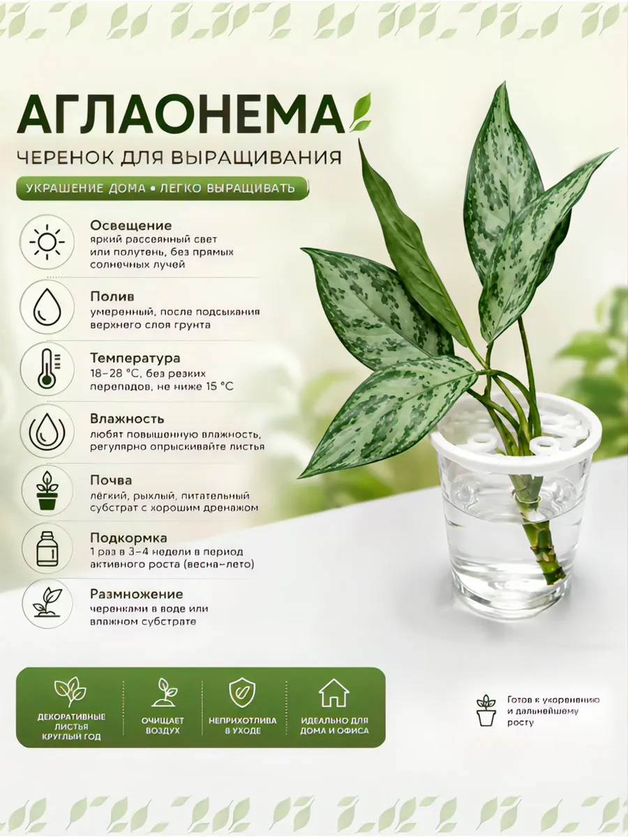 Аглаонема
