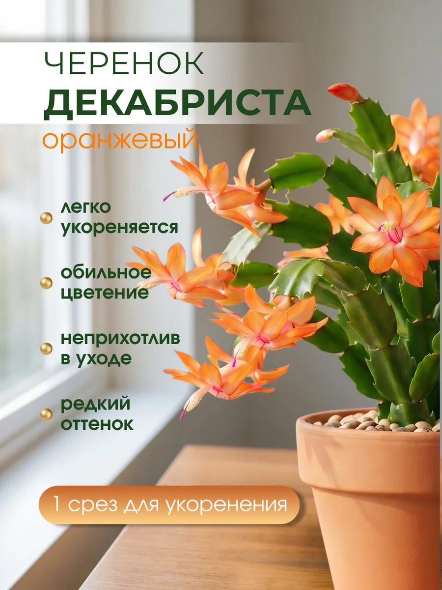 Черенок Декабриста Шлюмбергера оранжевый Комнатное растение