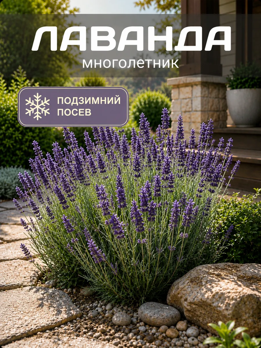 Лаванда Spica широколистная семена цветов