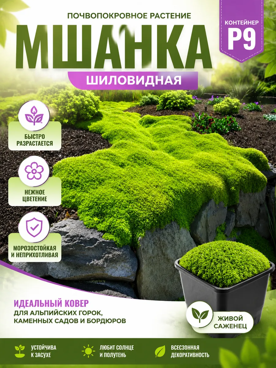 Мшанка шиловидная саженец