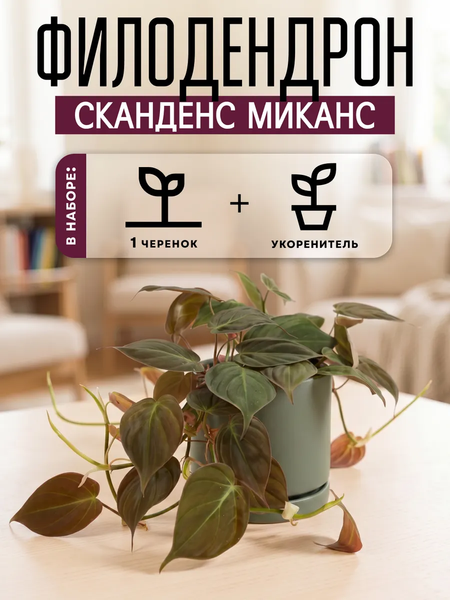 Филодендрон Сканденс Миканс живое комнатное растения черенок
